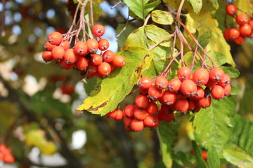 photo of a bunch of Rowan on a tree.berries red close up.the fall time of the year. the leaves on the Bush are yellow and green. 