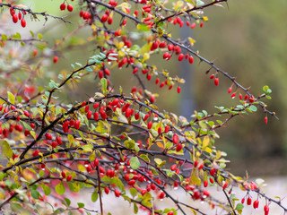 close-up of red berry bush in autumn park
