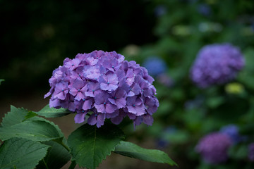 紫のアジサイ