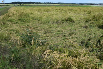 風水害で倒れた稲穂