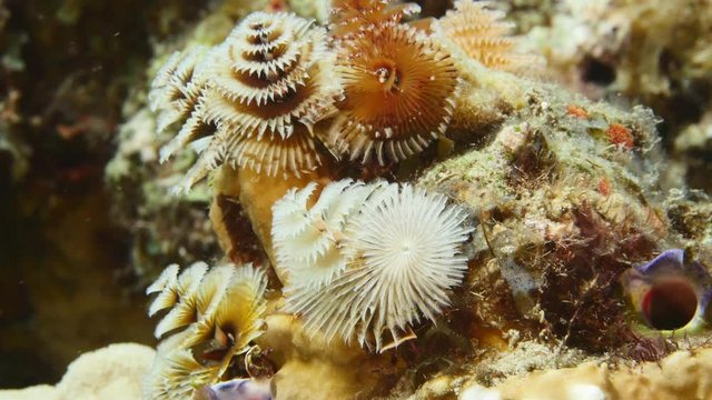 Close up of Christmas Tree Worm in coral reef of the Caribbean Sea around Curacao