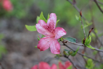 beautiful, flowers, lovely flowers. The nature of the park.