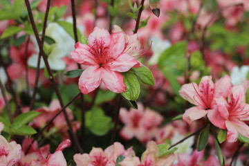 beautiful, flowers, lovely flowers. The nature of the park.