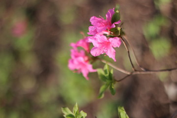 beautiful, flowers, lovely flowers. The nature of the park.