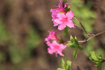 beautiful, flowers, lovely flowers. The nature of the park.