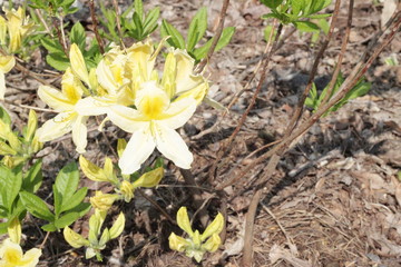 beautiful, flowers, lovely flowers. The nature of the park.