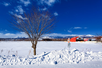北海道・雪原と一本の木