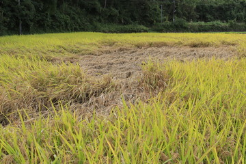 稲こうじ病、稲の病気
