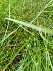 closeup of grass