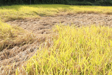 稲こうじ病、稲の病気