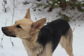 The dog runs in the snow. In the woods.