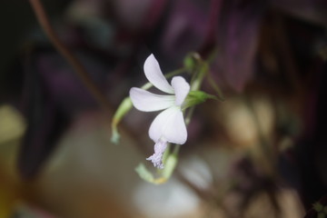 beautiful, flowers, lovely flowers. Violets.