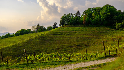 Naklejka premium Evening storm in the vineyards