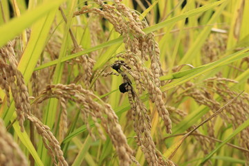 病気の稲、稲こうじ病