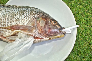 Plastic bag and straws in the belly of the fish, Concept No Plastic Zero Waste plastic .