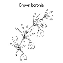 Brown boronia B. megastigma , medicinal plant