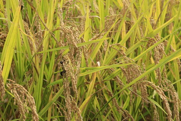 病気の稲、稲こうじ病