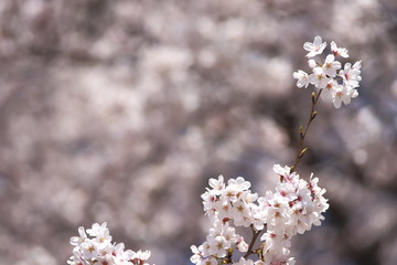 桜の季節