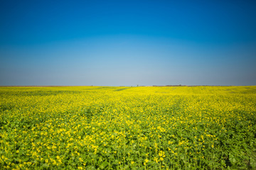 Fototapeta premium Yellow flower canola field with horizon and blue sky, autumn scene