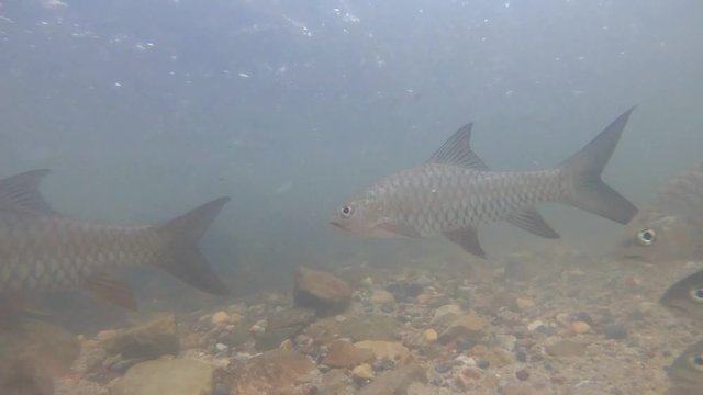 Neolissochilus Fish are searching for food and traveling to breed at the place of origin.