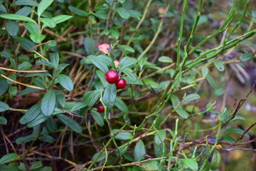 autumn forest on a cloudy day