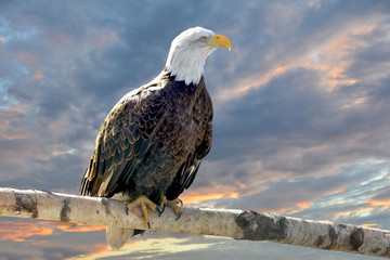 Bald eagle