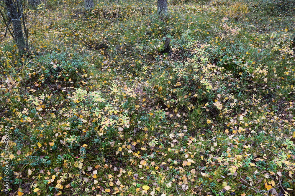 Wall mural autumn forest on a cloudy day