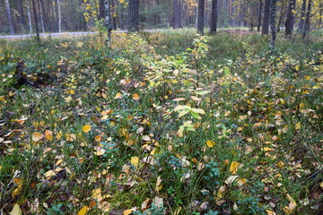 autumn forest on a cloudy day