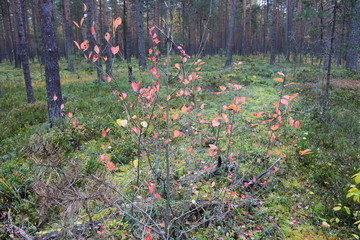 autumn forest on a cloudy day