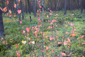 autumn forest on a cloudy day