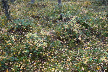 autumn forest on a cloudy day