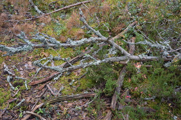 autumn forest on a cloudy day