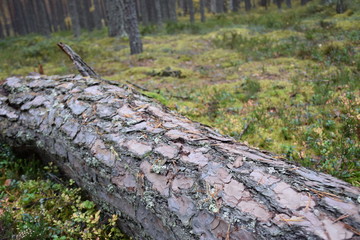 autumn forest on a cloudy day