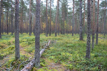 autumn forest on a cloudy day