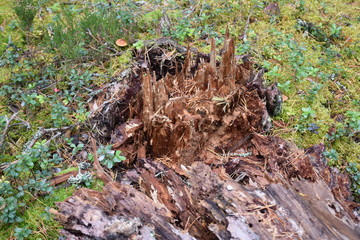 autumn forest on a cloudy day