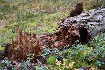 autumn forest on a cloudy day