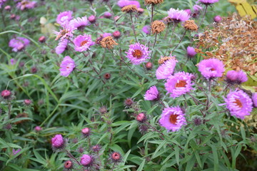 autumn forest on a cloudy day