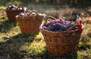 Fototapeta na wymiar row of freshly harvested grapes in wicker baskets