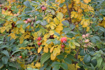 autumn forest on a cloudy day