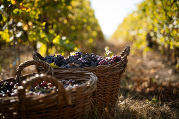 freshly harvested grapes in wicker baskets in the vineyard