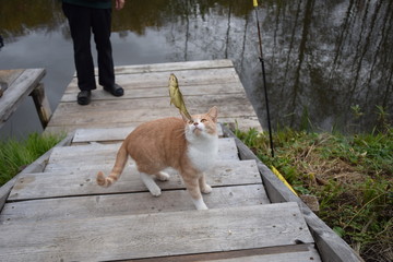 autumn forest on a cloudy day