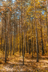 colorful autumn trees 