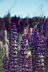 Fototapeta premium Blühende Lupinen in Neuseeland