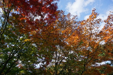 秋, 木, 落ちる, 葉, 自然, 森, 空, 黄色, 葉, 木, 季節, 公園, 青, 風景, 木の葉, カエデ, 緑, 赤, 木, ブランチ, オレンジ, 色, カラフル, 木, アウトドア