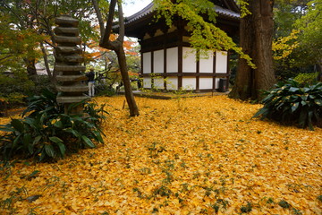 秋, 落ちる, 木, 自然, 木, 公園, 森, 風景, 葉, 黄色, 葉, 庭, 季節, 緑,...