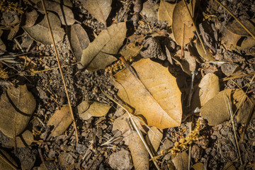 Leaves Laying in Dirt of Woodlands