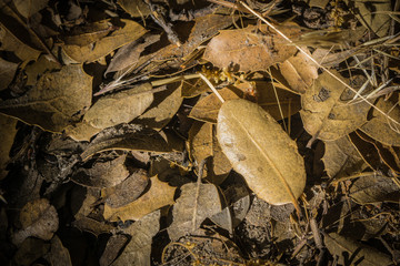 Leaves Litter Floor in Forest