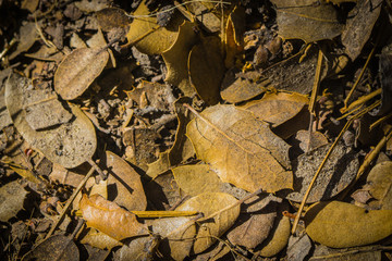 Forest Debris on Wilderness Floor