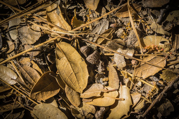 Details of a Forest Floor Leaves