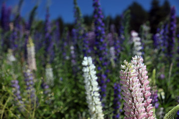 Blühende Lupinen in Neuseeland